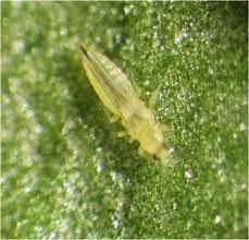 En verano, cuidado con los trips