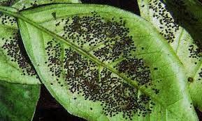 Seguimos con los hongos: la negrilla