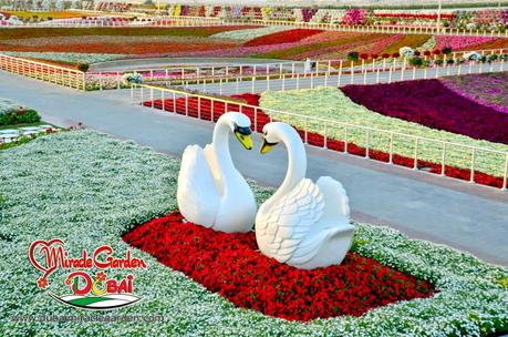 Miracle Garden (Dubai)