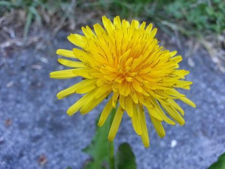 Androidografia Barakaldo 1728