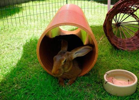 conejo Belgian Hare