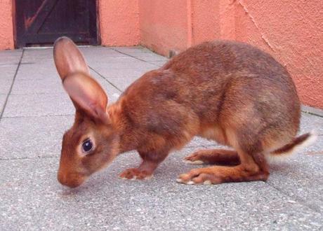 Belgian Hare