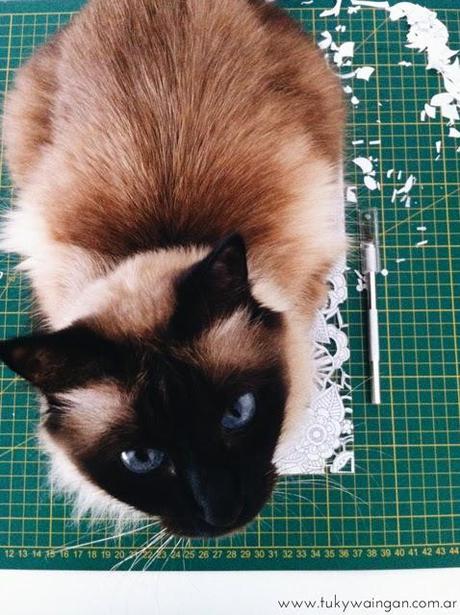 Debajo de una gata