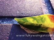 Arrodillarse ganarse regalo gratis