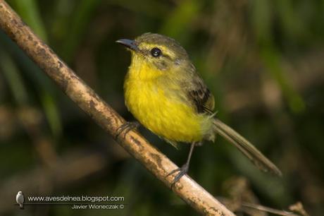 Mosqueta ceja amarilla (Yellow Tyrannulet) Capsiempis flaveola