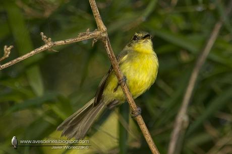 Mosqueta ceja amarilla (Yellow Tyrannulet) Capsiempis flaveola