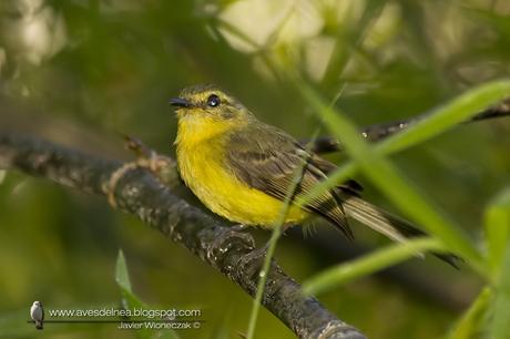 Mosqueta ceja amarilla (Yellow Tyrannulet) Capsiempis flaveola