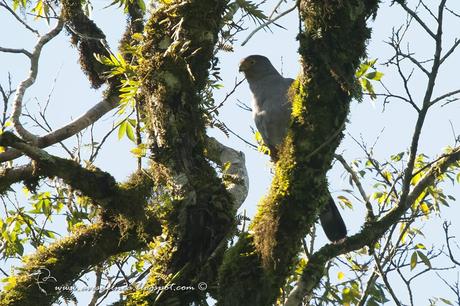 Esparvero variado (Bicolored Hawk) Accipiter bicolor