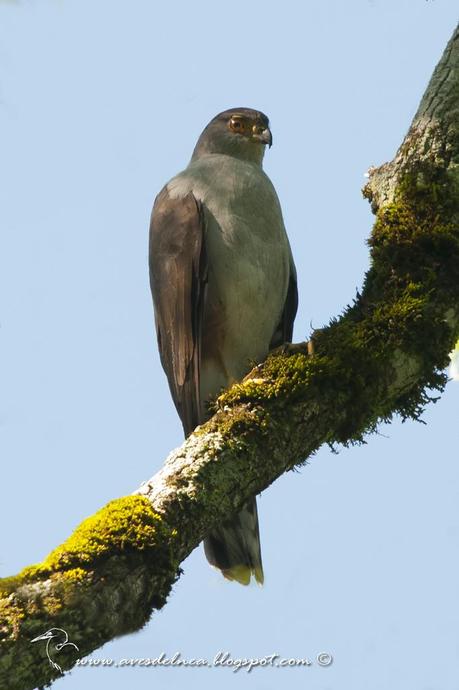 Esparvero variado (Bicolored Hawk) Accipiter bicolor