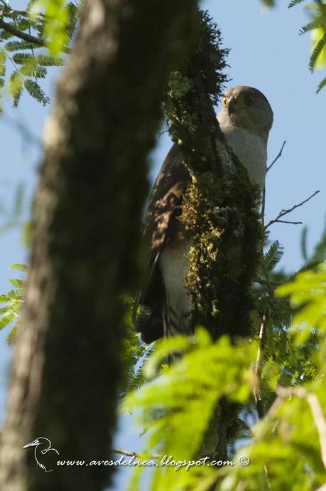 Esparvero variado (Bicolored Hawk) Accipiter bicolor
