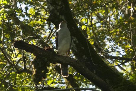 Esparvero variado (Bicolored Hawk) Accipiter bicolor