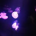 Medusas en el acuario