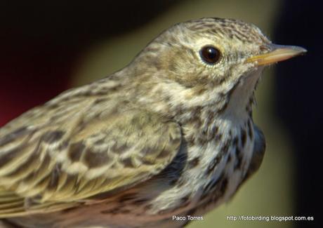 Anillamiento en Sant Adrià: ANTPRA