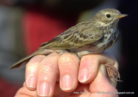Anillamiento en Sant Adrià: ANTPRA
