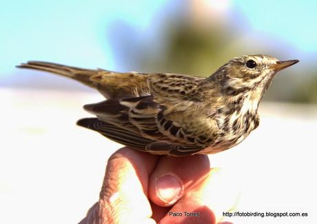 Anillamiento en Sant Adrià: ANTPRA