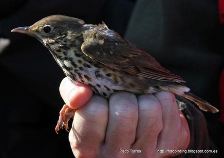 Anillamiento en Sant Adrià : TURPHI