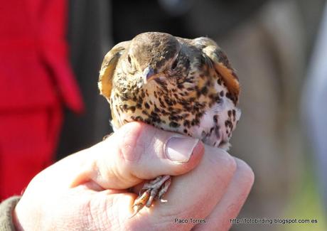 Anillamiento en Sant Adrià : TURPHI