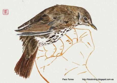 Anillamiento en Sant Adrià : TURPHI