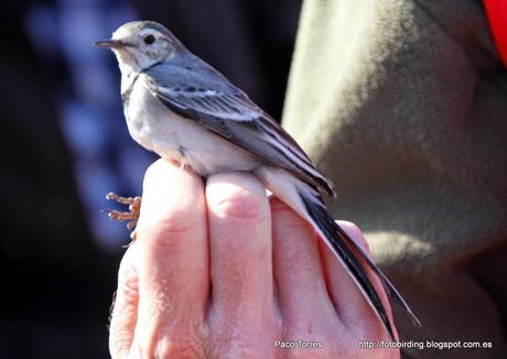 Anillamiento en Sant Adrià: MOTALB