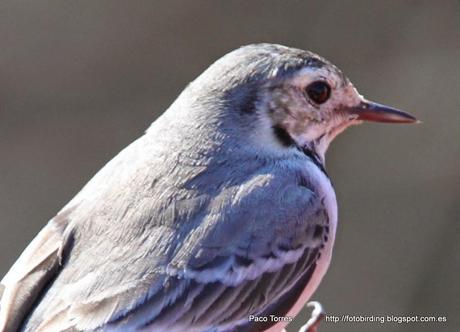 Anillamiento en Sant Adrià: MOTALB