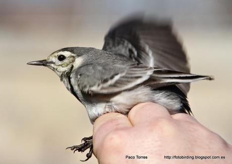 Anillamiento en Sant Adrià: MOTALB