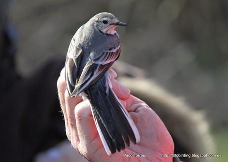 Anillamiento en Sant Adrià: MOTALB