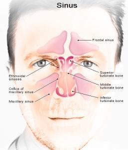 sinus