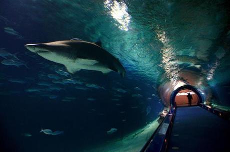 Tiburones en el Oceanográfic
