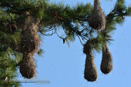 Yapú (Crested Oropendola) Psarocolius decumanus