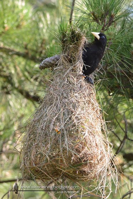 Yapú (Crested Oropendola) Psarocolius decumanus