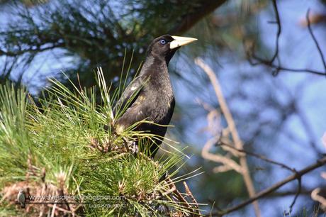 Yapú (Crested Oropendola) Psarocolius decumanus