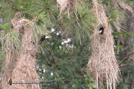 Yapú (Crested Oropendola) Psarocolius decumanus