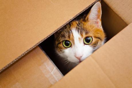 ¿Quieres que tu gato sea más feliz? La ciencia apuesta por una caja de cartón