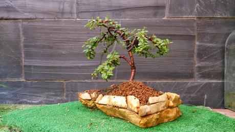 Nº 13 Os presento un Cotoneaster entre Mame y Shohin .