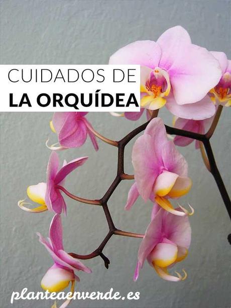 Cuidados de la orquídea: La guía completa - Paperblog