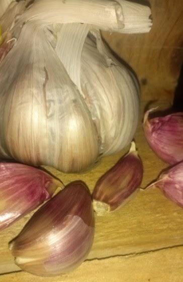 El ajo, mejor medicamento que condimento.