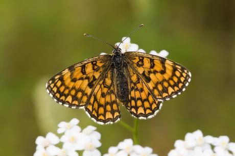 Para ampliar Melitaea athalia (Rottemburg, 1775) hacer clic