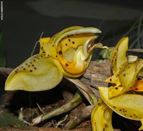 Oficialmente Ecuador es el país de las orquídeas