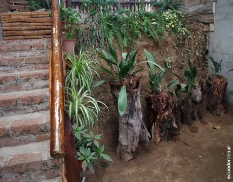 Oficialmente Ecuador es el país de las orquídeas