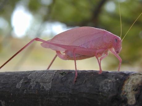 Esos bichitos rosas...