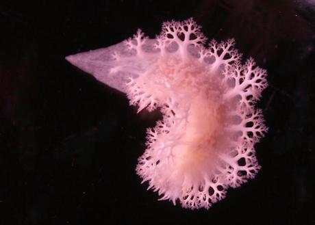 Esos bichitos rosas...