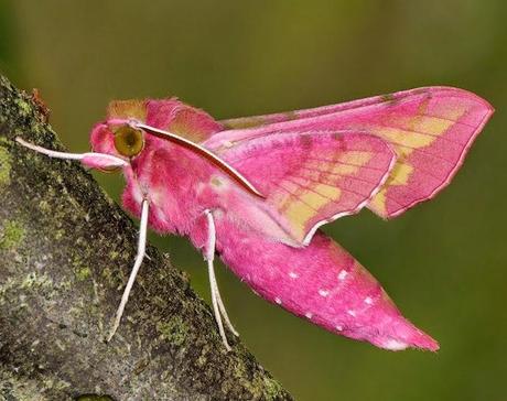 Esos bichitos rosas...