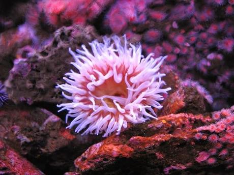 Esos bichitos rosas...