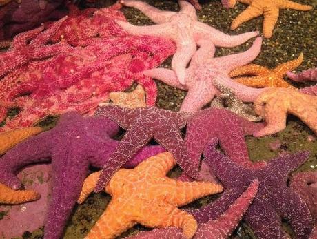 Esos bichitos rosas...