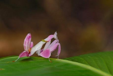 Esos bichitos rosas...