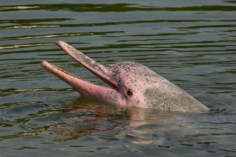 Esos bichitos rosas...