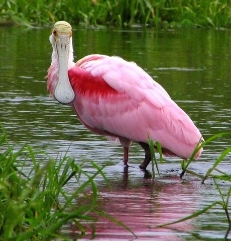 Esos bichitos rosas...