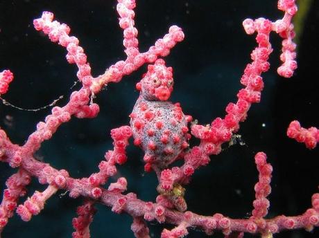 Esos bichitos rosas...