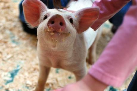 Esos bichitos rosas...