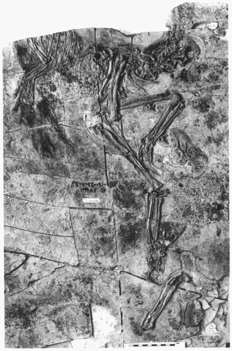 Las plumas del dinosaurio